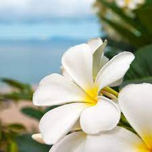 Load image into Gallery viewer, Seaside Plumeria