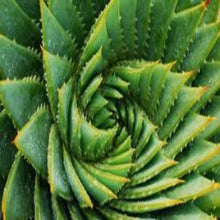 Load image into Gallery viewer, Aloe Agave