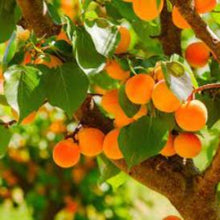 Load image into Gallery viewer, Apricot Grove