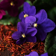 Load image into Gallery viewer, Black Violet & Saffron