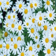Load image into Gallery viewer, Daisy