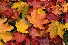 Load image into Gallery viewer, Fallen Leaves