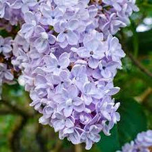 Load image into Gallery viewer, French Lilac