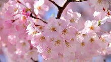 Load image into Gallery viewer, Japanese Cherry Blossom