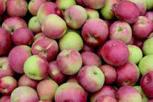 Load image into Gallery viewer, MacIntosh Apple