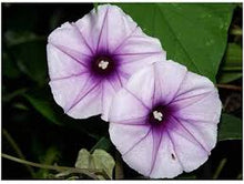 Load image into Gallery viewer, Moonflower Nectar