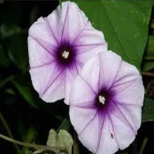 Load image into Gallery viewer, Moonflower Nectar