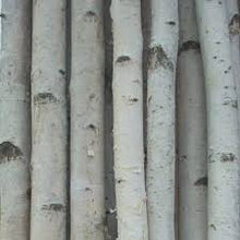 Load image into Gallery viewer, White Birch