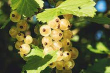 Load image into Gallery viewer, White Currant