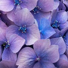 Load image into Gallery viewer, Love Spell