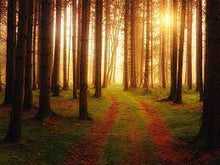 Load image into Gallery viewer, Oakmoss & Amber