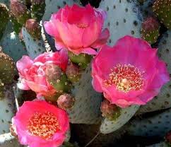 Baja Cactus Blossom
