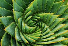 Load image into Gallery viewer, Aloe Agave
