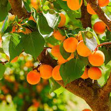 Load image into Gallery viewer, Apricot Grove
