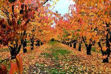 Load image into Gallery viewer, Autumn Leaves
