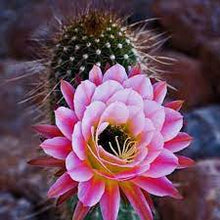 Load image into Gallery viewer, Cactus Flower &amp; Jade
