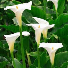 Load image into Gallery viewer, Calla Lily
