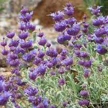 Load image into Gallery viewer, Desert Sage
