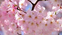 Load image into Gallery viewer, Japanese Cherry Blossom
