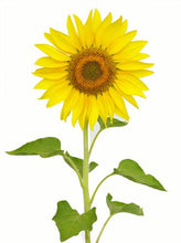 Load image into Gallery viewer, Sunflower
