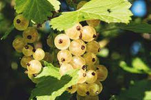 Load image into Gallery viewer, White Currant
