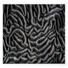 Load image into Gallery viewer, Black Coral &amp; Moss
